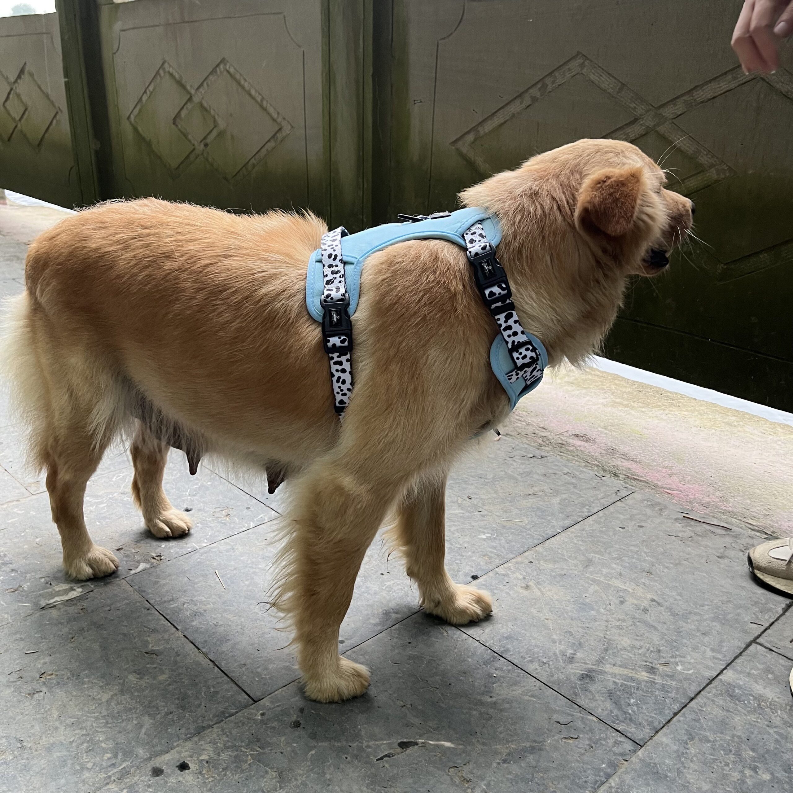 A split-image showing a dog in a collar and a dog in a harness.